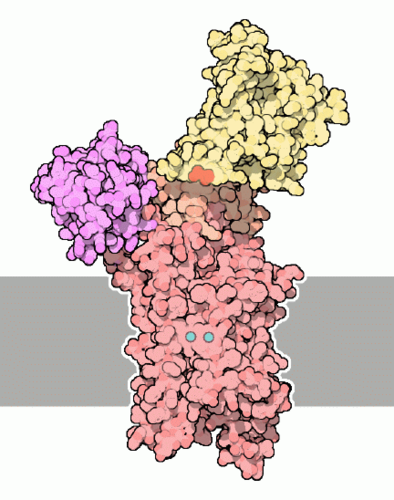 Calcium ATPase